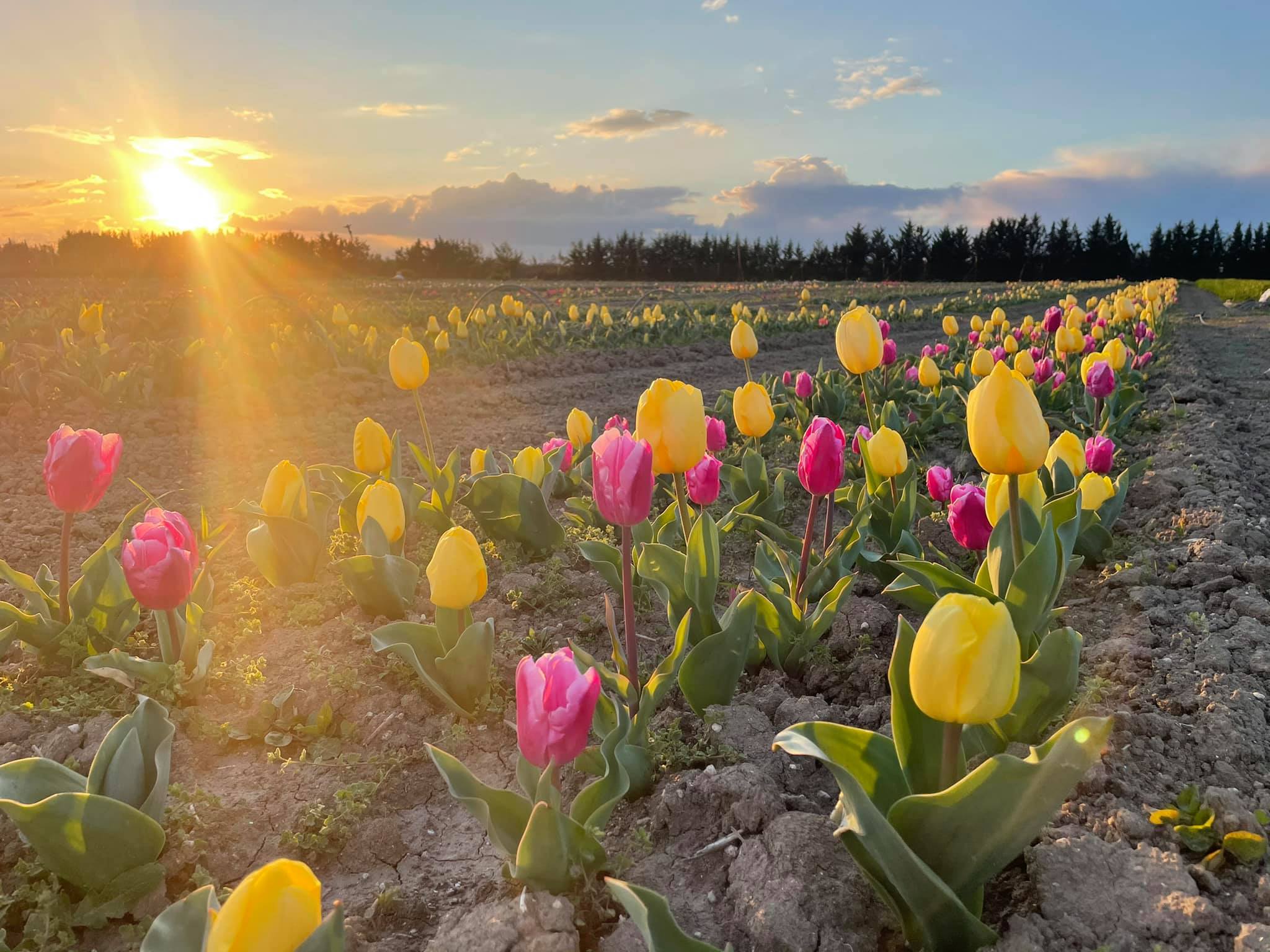 tulipani in Puglia